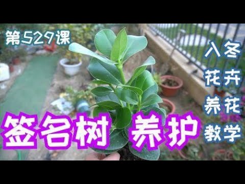 簽名樹風水
