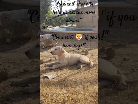 dogs lover | puppies lover | bully kutta | dogs rescue #labrador #doglover #puppy #streetdog #love