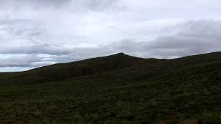 Denali Tundra - Running Caribou