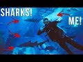 Dubai Mall Aquarium Swimming With Sharks