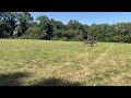 Cheval Hongre 6 ans