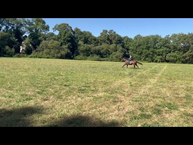 Cheval Hongre 6 ans