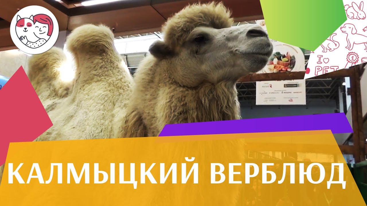 5 особенностей ухода за золотистым ретривером