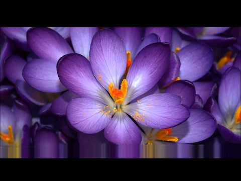 Asadinho & Ingrid Akanson Love Capacity