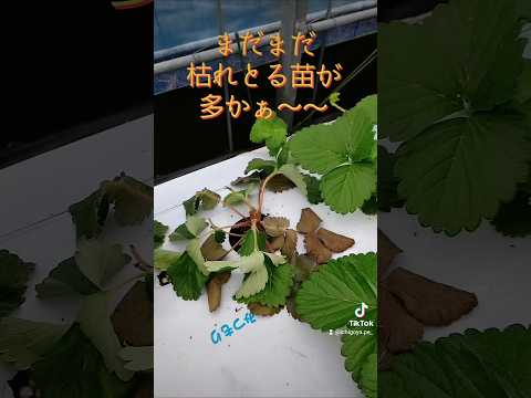  4月下旬の霜から植物を守るにはどうすればよいですか？若い植物を保存するための効果的な方法  庭園