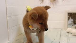 柴犬の動画01