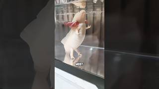 Download lagu Why Everyone’s Falling in Love with Axolotls #animals #axolotl #cute mp3