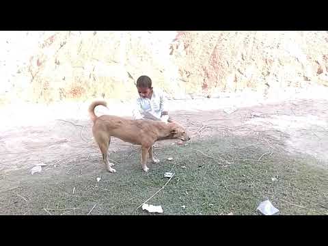 Abdu Hadi doing masti with dog 🤣😎