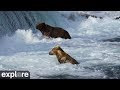 LIVE Brooks Falls Brown Bears Low | explore.org