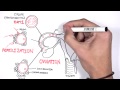Embrology Day 0 7 Fertilization Zygote Blastocyst