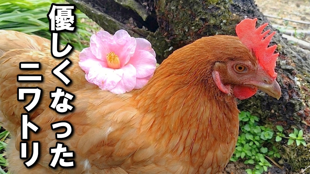 【鶏飼育】ついにこのニワトリも優しくなったようです…【お花チャレンジ】#112