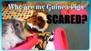 MOST ASKED: Why Is My Guinea Pig Scared of Me?! | Squeak Dreams