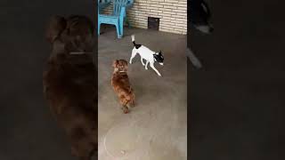 Video preview image #1 Dachshund Puppy For Sale in San Antonio, TX, USA