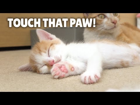 Will My Cats Let Me Touch Their Paw Pads? | Kittisaurus