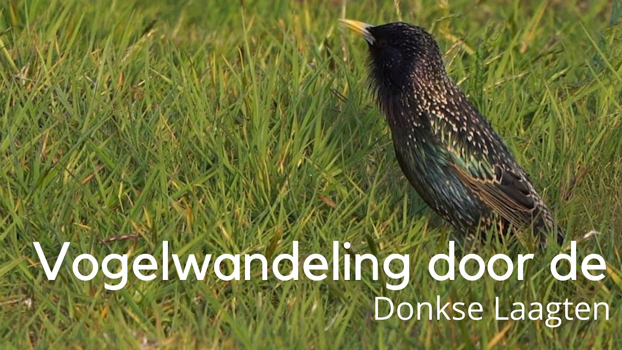 Vogelwandeling door de Donkse Laagten #1508