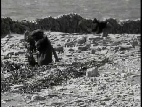 Sea Power 'Come Wander With Me'