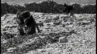 British Sea Power 'Come Wander With Me'