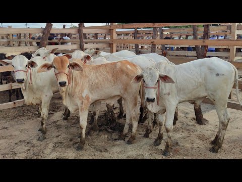Feira de gado de Lajedo-PE 04/03/2026