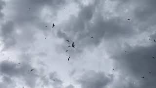 Download lagu sp 01 VIRAL.. SP ORIGINAL VIETNAM - Original.. Akan di bagi gratis di channel ini..🙏 mp3