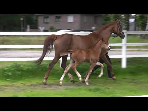 ONYX v. Ogano Sitte - Silvio I (Mutter Spr. Kl. S** platziert)