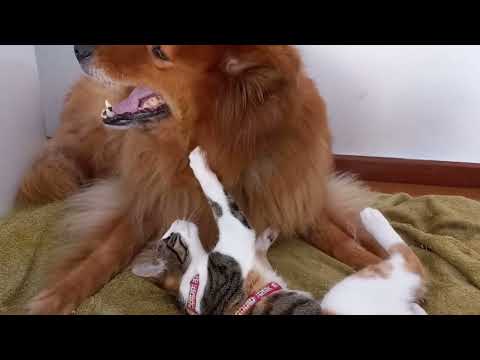 Cats a dog video