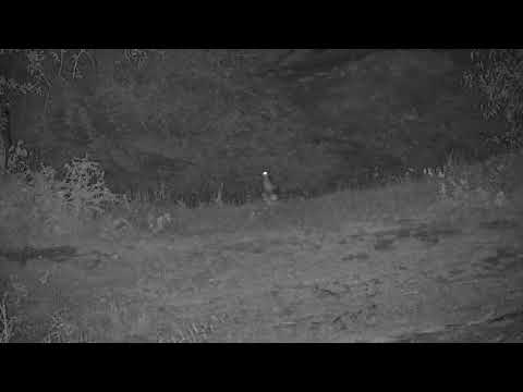 Djuma: Water Thick-knee - 23:47 - 10/12/2023