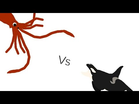 DC2BA: Colossal squid vs Orca