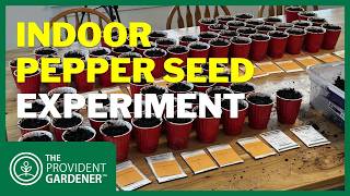 Starting Pepper Seeds Indoors: Is Air Pruning the Answer?
