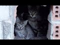 Very Angry Cat Hisses To Protect Her Kittens