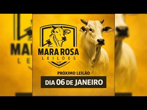 MARA ROSA LEILÕES - GOIÁS - LEILÃO DE GADO DE CORTE 06/01/2026