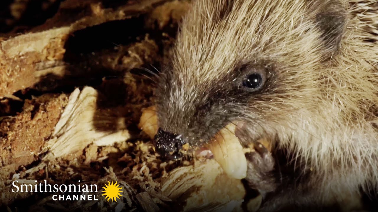 Hedgehog - Smithsonian Channel