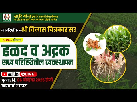 हळद व अद्रक सद्य परिस्थितीतील व्यवस्थापन