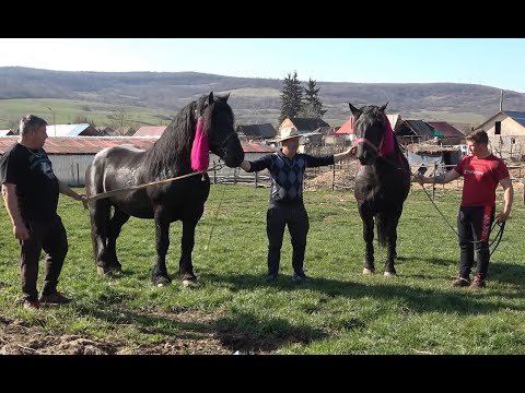 Caii lui Dorel de la Tigmandru, Mures - 2021 Nou!!!