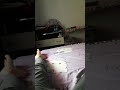 MANELE TV LA TARAF TV