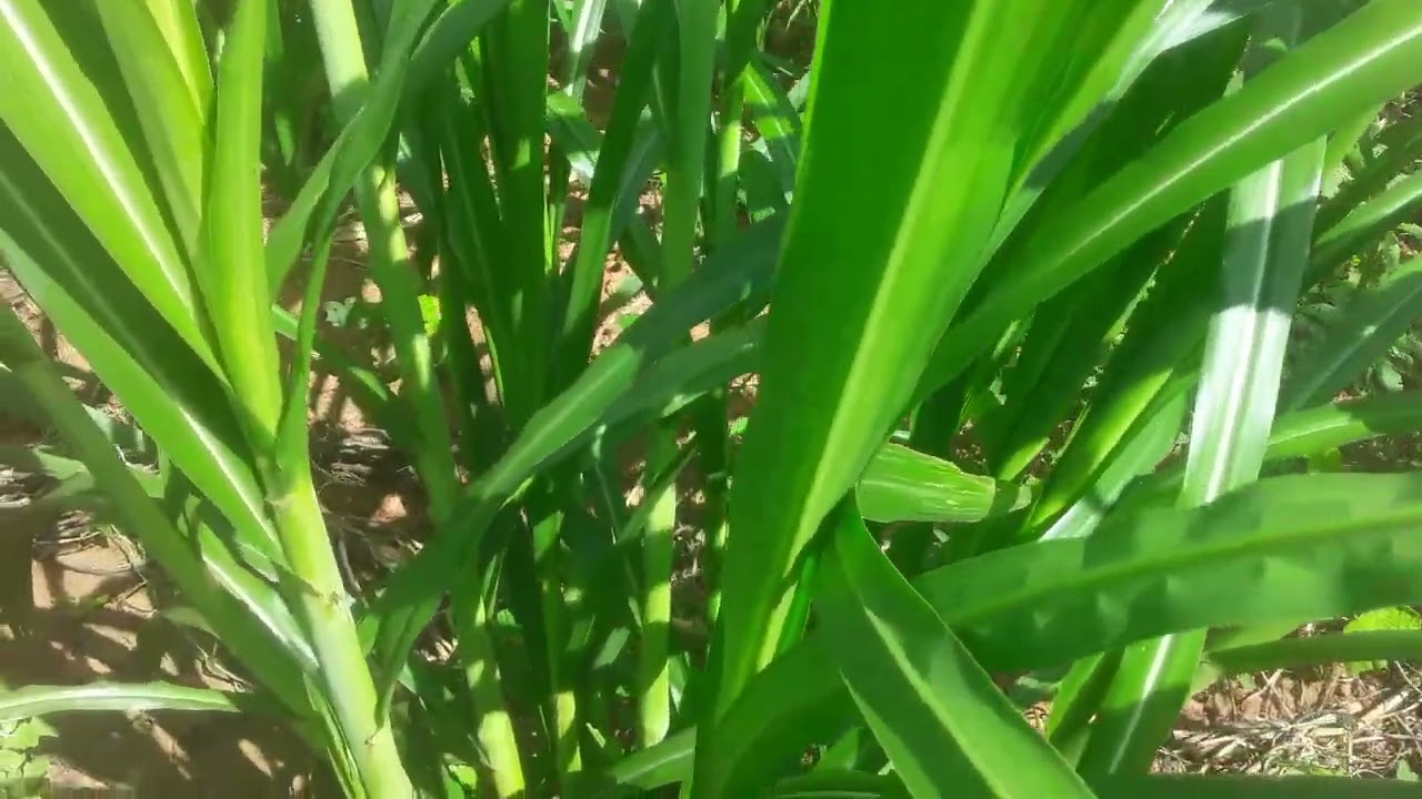 atualizando sobre nosso capim Açu