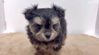 ハーフ犬の動画01