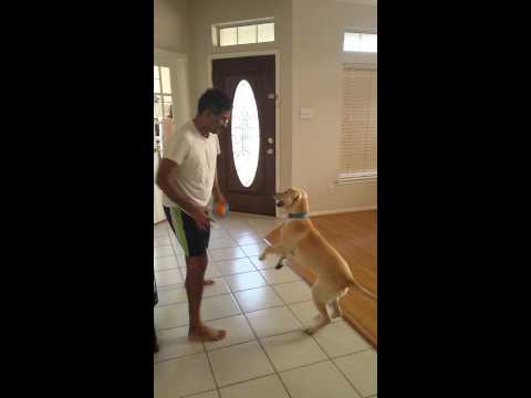 Playtime with Mishti