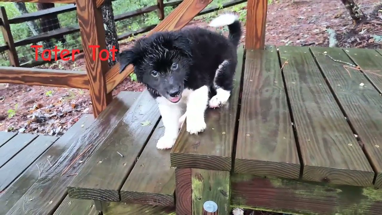 Enlarge TATOR TOT, a ADOPTABLE mixed breed in Chocowinity , NC video 5/5