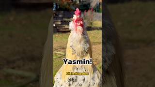 Download lagu Frankie summons #yasmin #yasmine #memesdaily #chickens #rooster #arabic  #chickenhappyhour mp3