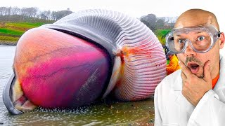 Whale explodes on camera!