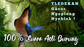 Download lagu Suara asli burung TLEDEKAN Gunung Gacor Ngeplong Ngerol Nyeklek ; Durasi 1 JAM mp3 Download lagu Suara asli burung TLEDEKAN Gunung Gacor Ngeplong Ngerol Nyeklek ; Durasi 1 JAM mp3