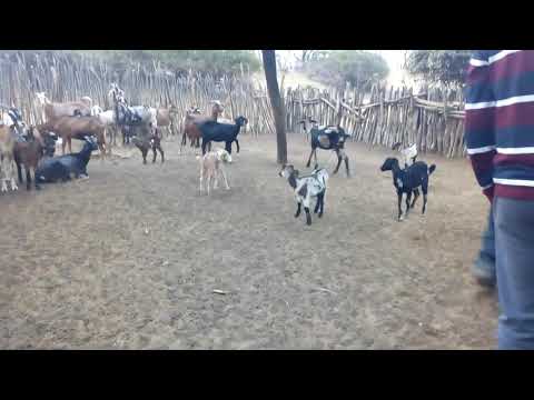 Crianza del mejor cabrito norteño