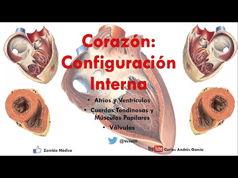 Anatomy - Internal Configuration of the Heart (Atria, Ventricles, Valves, Papillary Muscles)