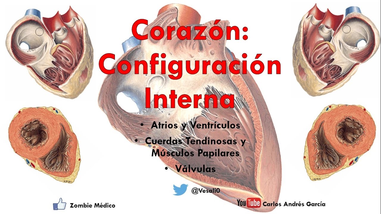 Anatomía - Configuración Interna del Corazón (Atrios, Ventrículos, Válvulas, Músculos Papilares)