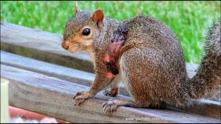 Squirrel Bot Fly Parasite Documentary