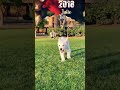Julie Valentine S Day 2018 Anirudh Ravichander Vignesh ShivN Puppy Whatsapp Status