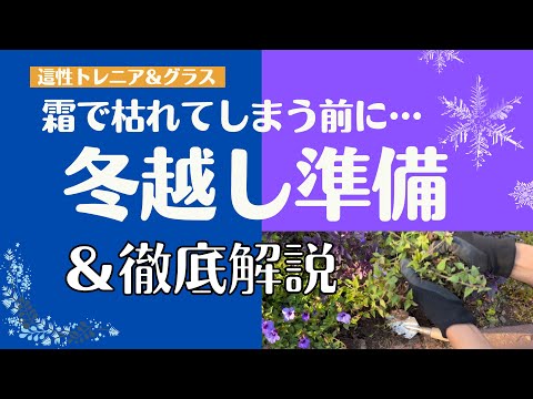 庭を寒さや霜から守る肥料は何ですか?この冬おすすめの5本をご紹介します!  庭園