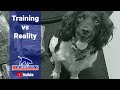 Training vs Reality. A detection dog blog by Stu Phillips