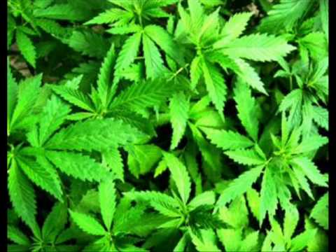 SABOTAGE ' QUEM VAI BUSCA PRA FUMA ... (AO VIVO)