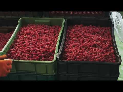 The Secrets of Hackberry  A Survival Superfood@herbsdemy